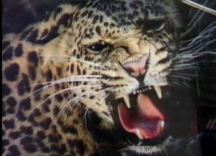A leopard snarls with its mouth wide open, spotted head filling the frame