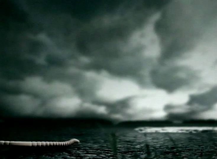 A pale ringed worm on wet stony ground, storm cloud massed across the sky above
