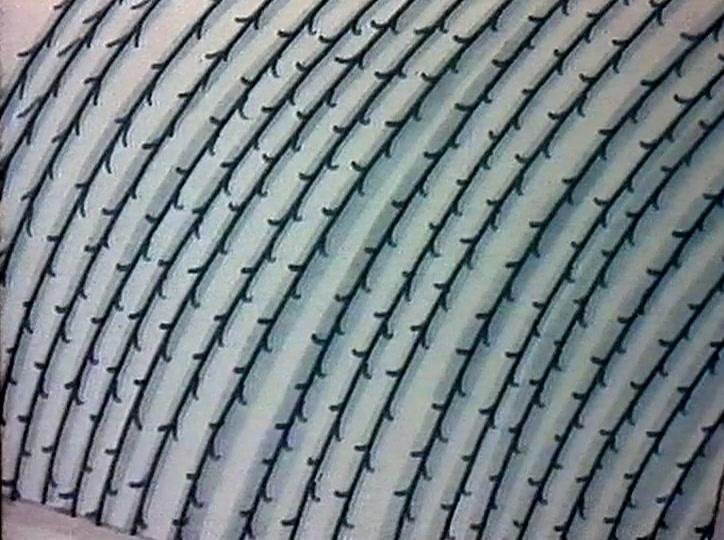 Vitaplus